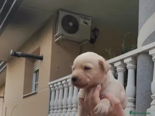 Labrador Retriever perros LABRADOR EXCLUSIVO - Anuncio 7