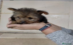 Yorkshire Terrier perros en venta: Yorkshire toys - Imagen 3
