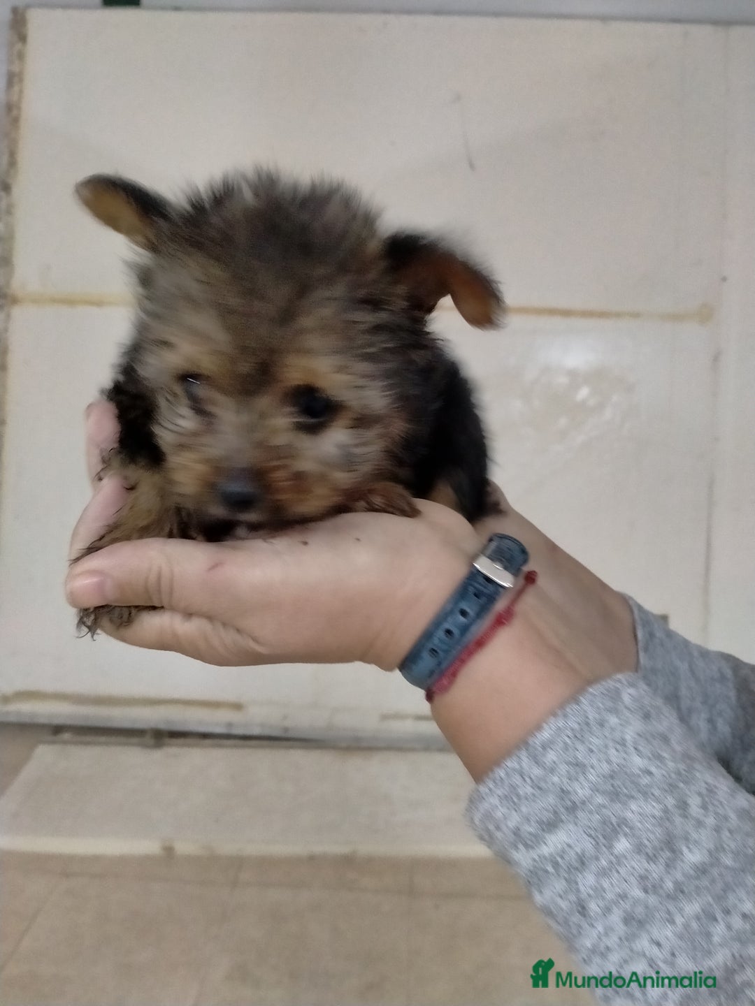 Yorkshire Terrier perros en venta: Yorkshire toys - Imagen 3