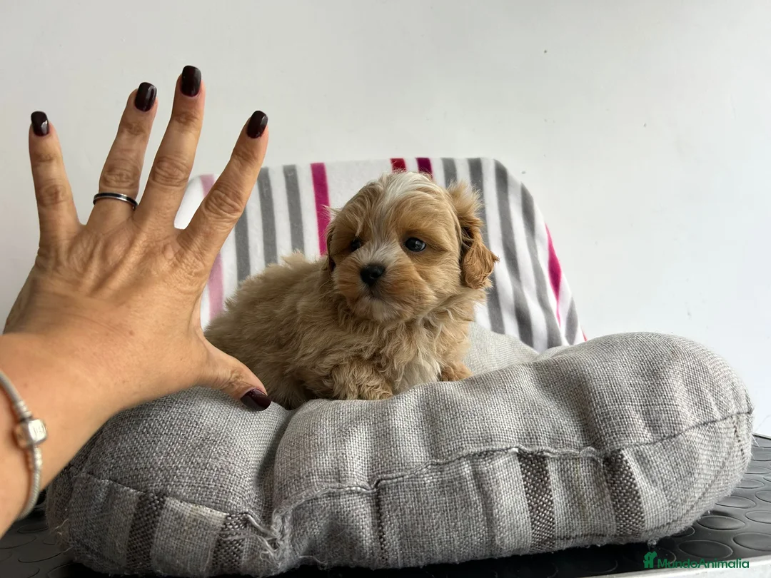 Maltipoo perros en venta: Maltipoo mini  - Anuncio 6