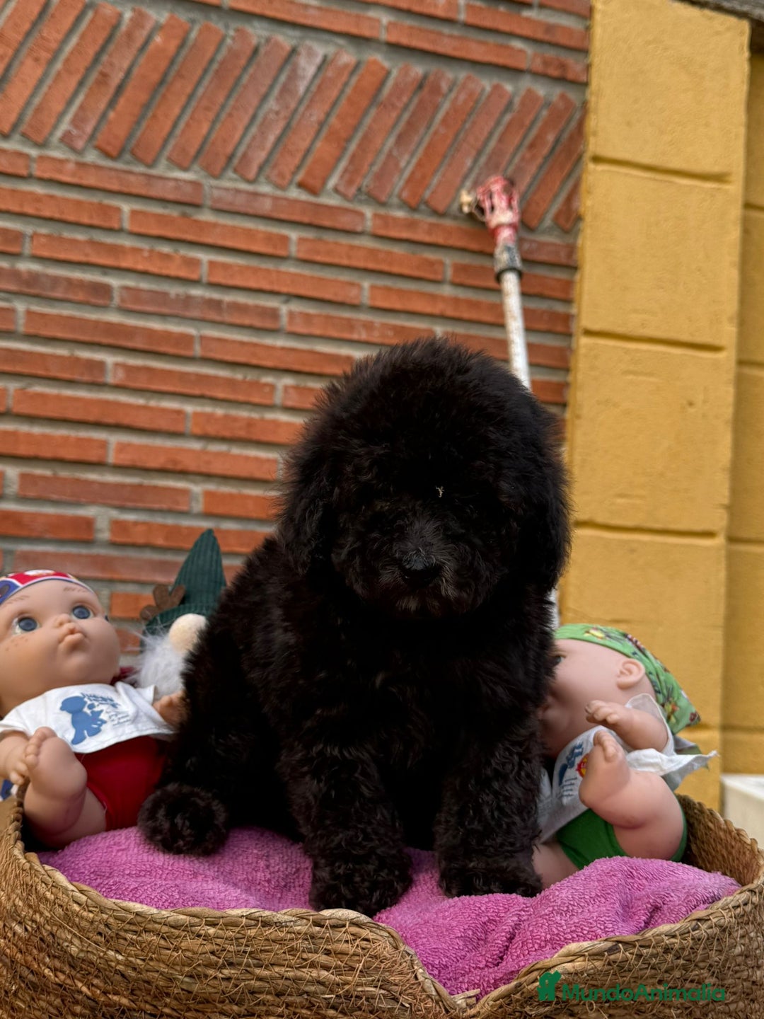 Caniche Enano perros en venta: Precioso caniche gris plata. Macho - Anuncio 2