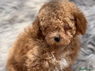 Caniche Toy perros en Barcelona - Anuncio 29