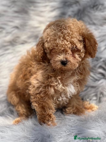 Caniche Toy perros en Barcelona - Anuncio 16