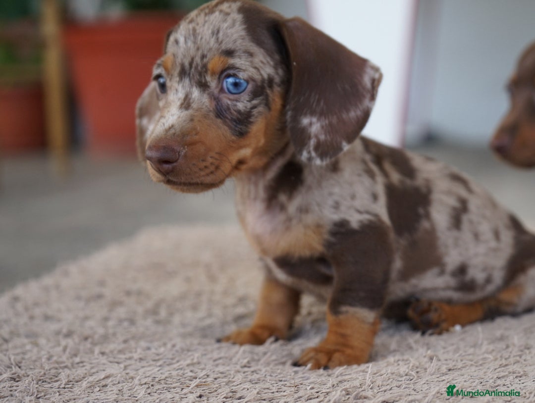 Teckel Miniatura perros en venta: 🌟 Frisco – Dulzura y elegancia en miniatura 🌟 - Imagen 8