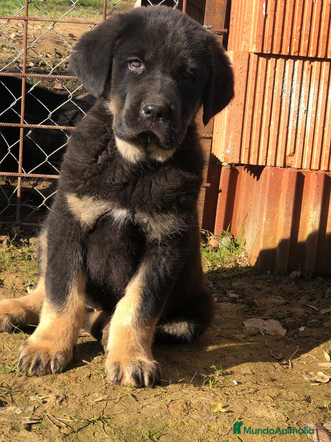 Mastín Español perros en venta: Mastín español - Anuncio 3