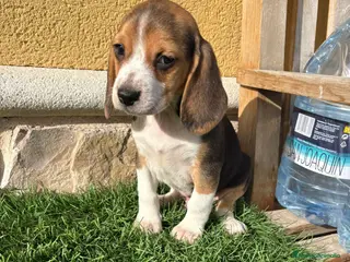 Beagle perros Cachorro macho de Beagle - Anuncio 1