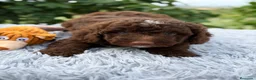 Perro de Agua Español perros en venta: PERRO DE AGUA ESPAÑOL CHOCOLATE - Anuncio 2
