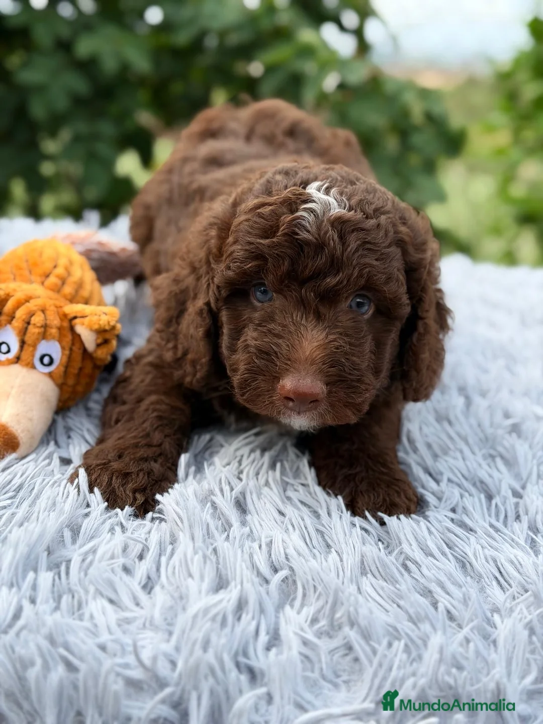 Perro de Agua Español perros en venta: PERRO DE AGUA ESPAÑOL CHOCOLATE - Anuncio 2