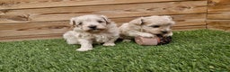 Maltipoo perros en venta: MALTIPOO  en Barcelona - Anuncio 2
