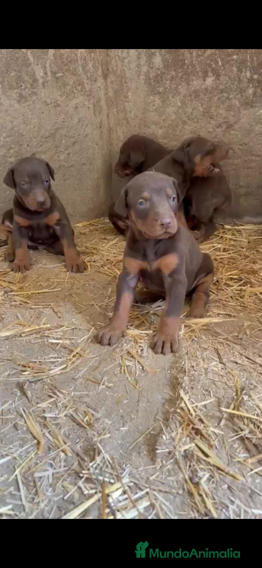 Dobermann perros en venta: Preciosa camada de doberman en Alicante - Anuncio 4