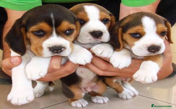 Beagle perros - Anuncio 2