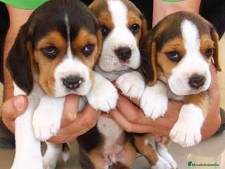 Beagle perros - Anuncio 2