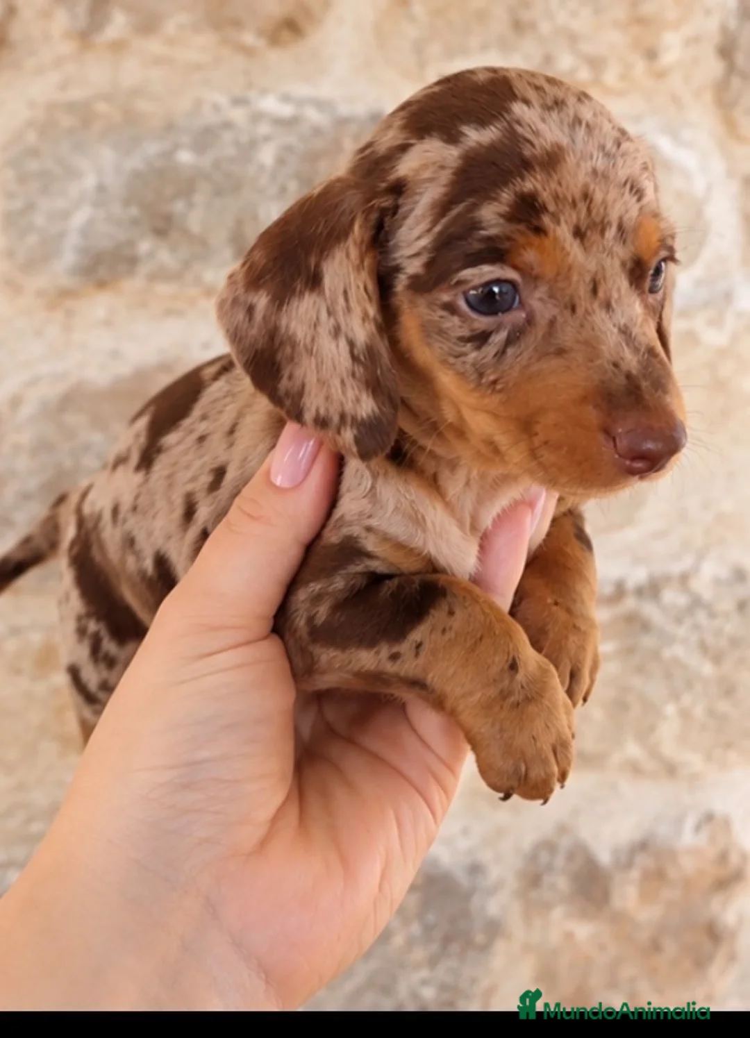 Teckel Miniatura perros en venta: Cachorros teckel miniatura - Anuncio 2