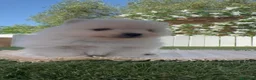 Pomerania perros en venta: POMERANIA - Anuncio 6