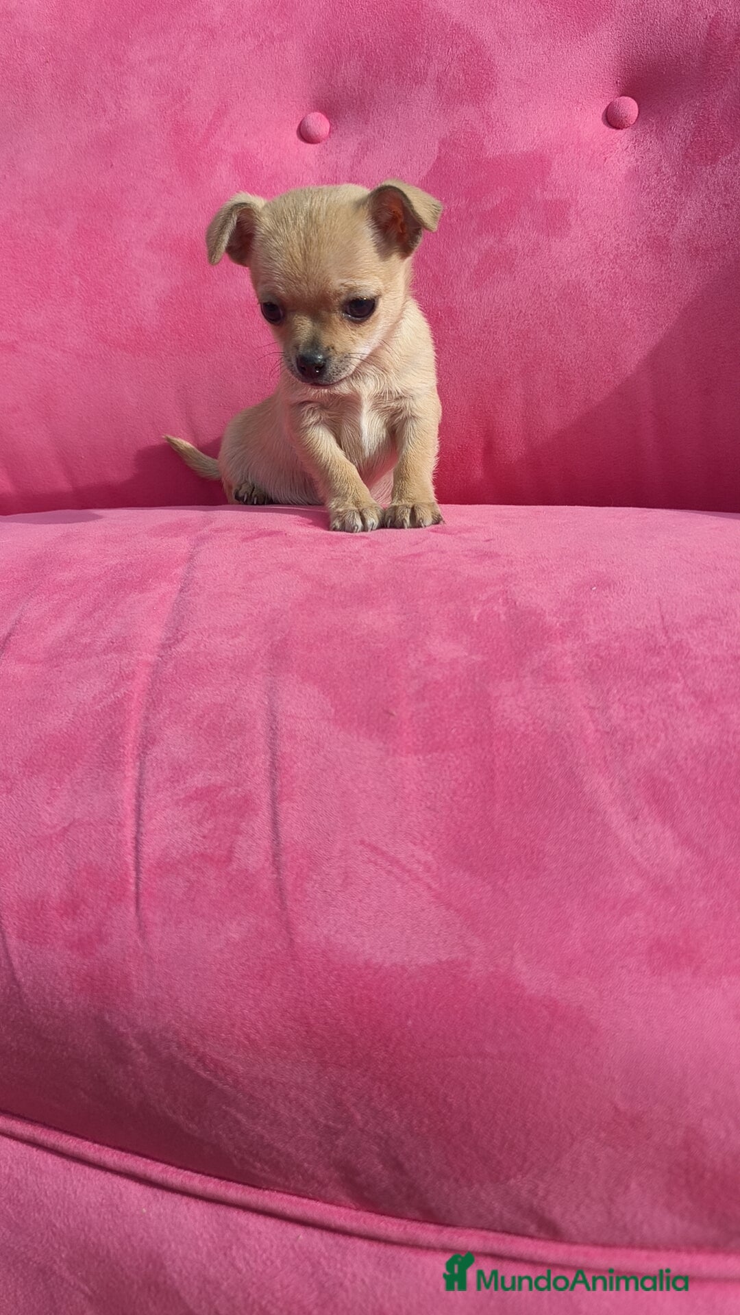 Chihuahua perros en venta: Chihuahua hembra disponible  - Anuncio 3