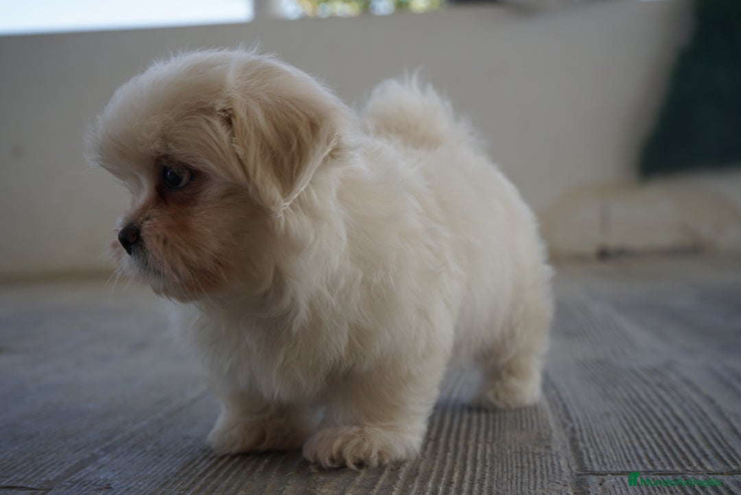 Maltipoo perros en venta: ❄️ Snow y 🎭 Carnival – Maltipoo especiales 🐶 - Imagen 8