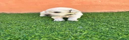 Golden Retriever perros en venta: Golden Retriever  - Anuncio 3