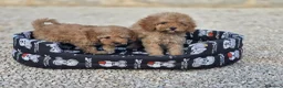 Caniche Toy perros en venta: Caniches toy apricot - Anuncio 3
