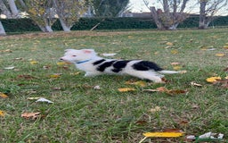 Border Collie perros en venta: Border collier  - Anuncio 4