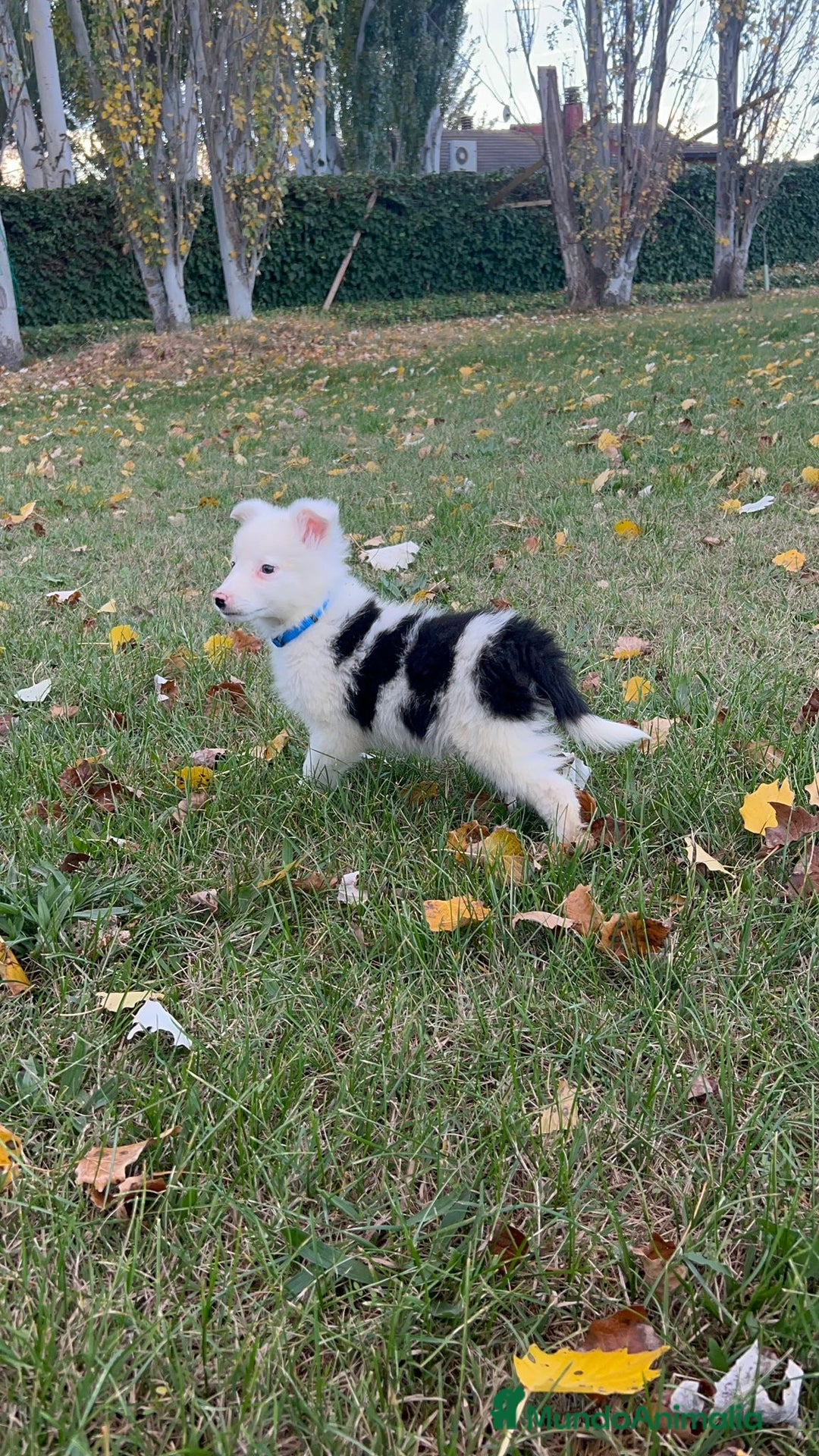Border Collie perros en venta: Border collier  - Anuncio 4