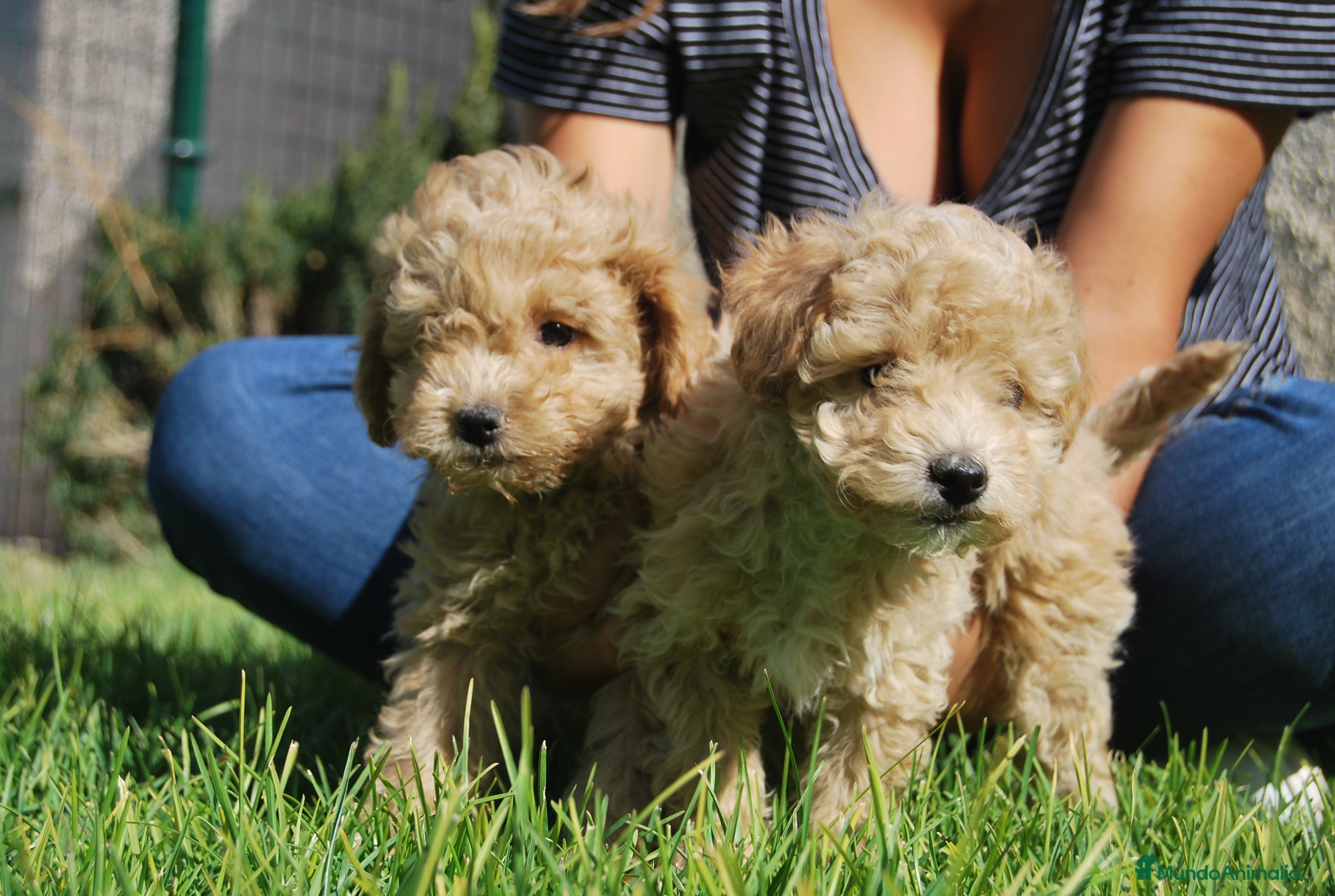 Caniche Toy perros CANICHE CACHORROS en Madrid - Anuncio 2