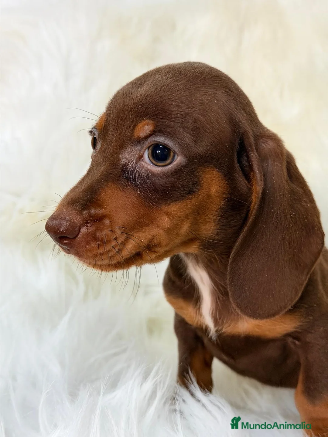 Teckel Miniatura perros en venta: TECKEL CHOCOLATE MINIATURA - Anuncio 1