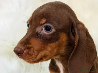 Teckel Miniatura perros TECKEL CHOCOLATE MINIATURA - Anuncio 2