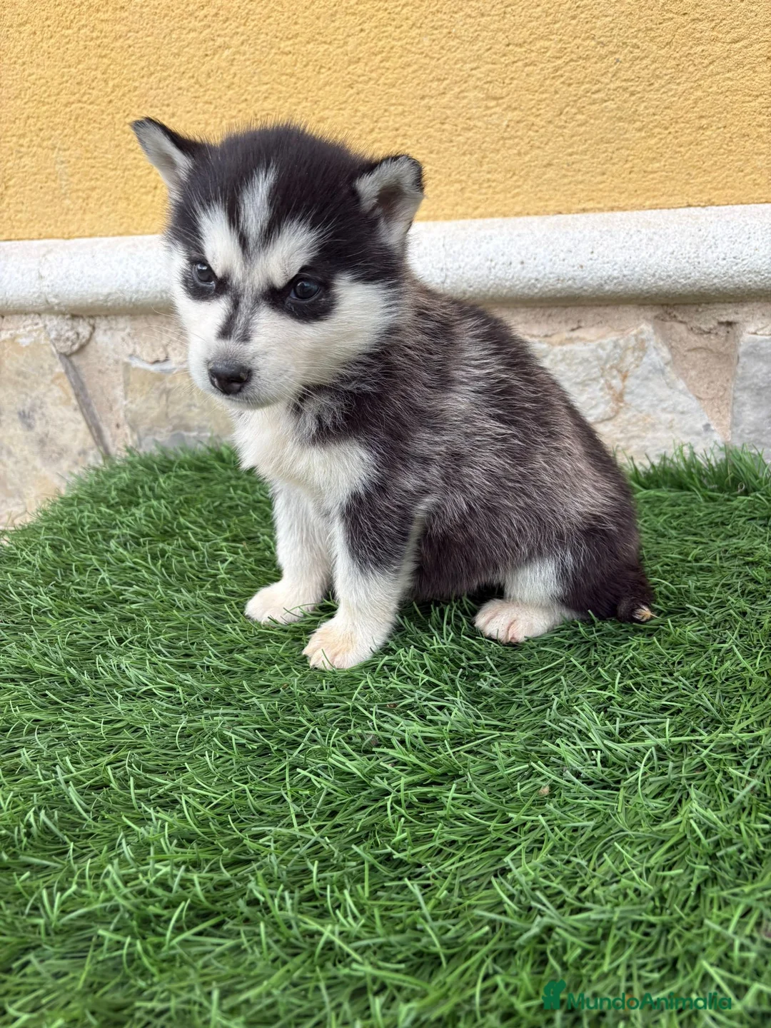 Husky Siberiano perros en venta: Cachorro macho de Husky siberiano  - Anuncio 15