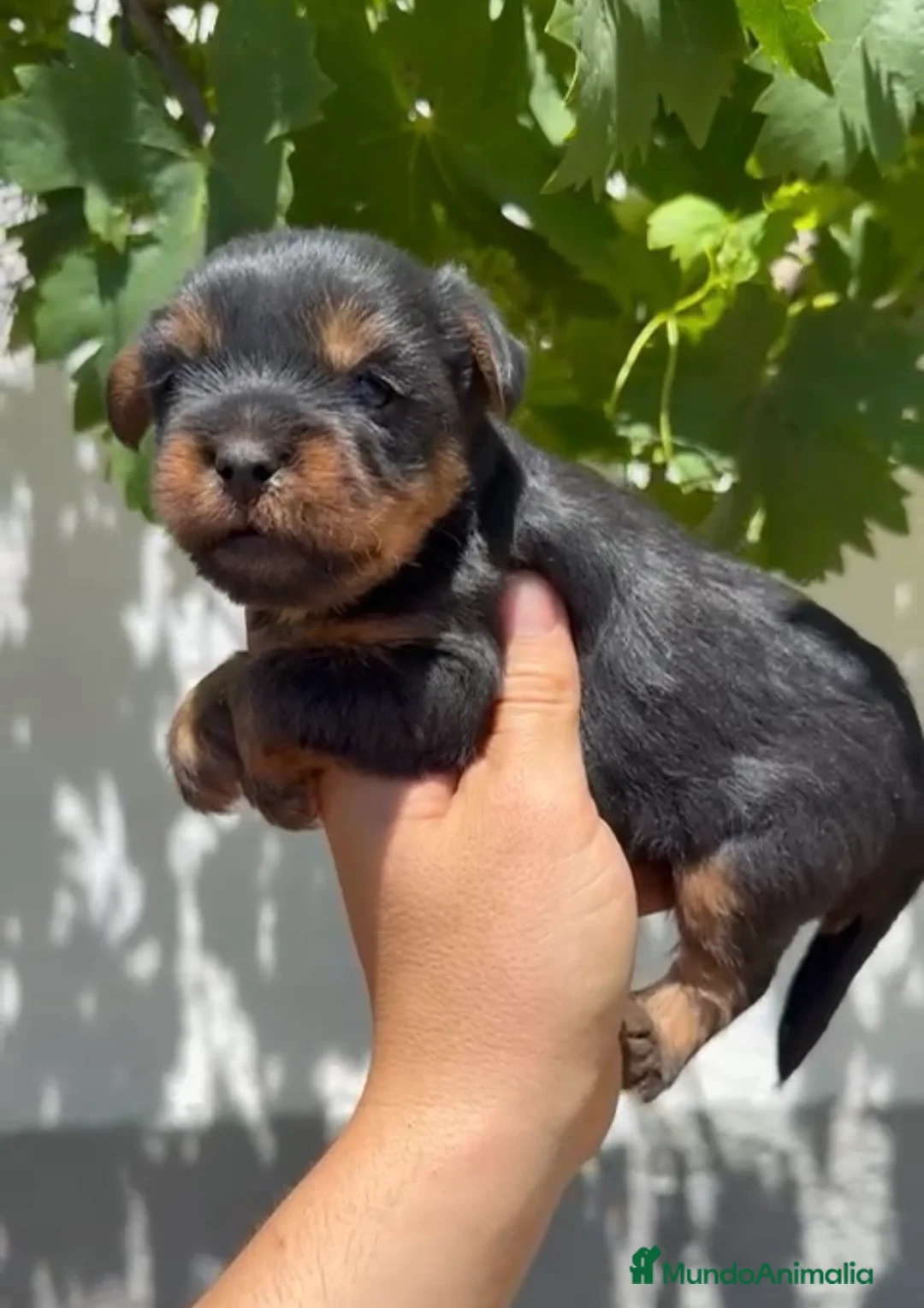Yorkshire Terrier perros en venta: Cachorros de Yorkshire 🐶🐾 - Anuncio 5