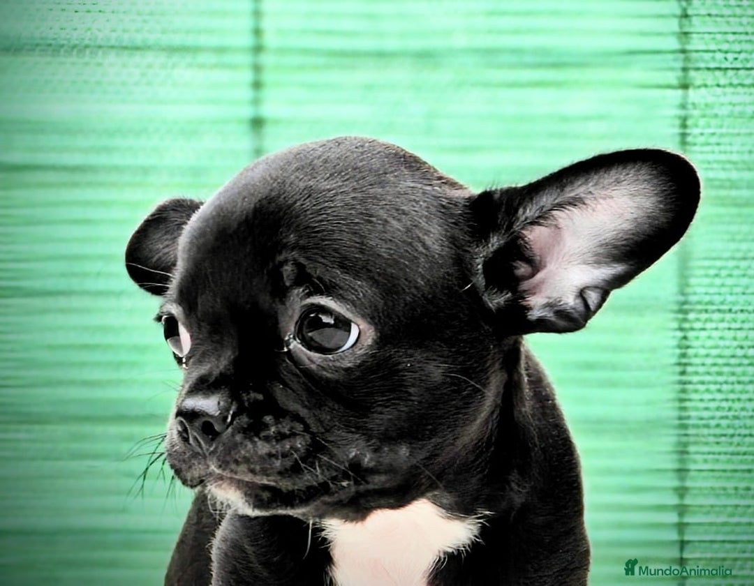 Chihuahua perros en venta: Chihuahuas toy cabeza de manzana - Imagen 3
