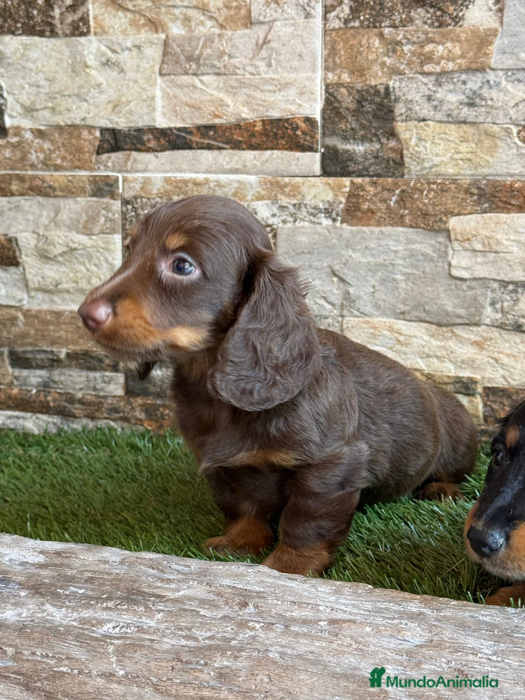 Teckel Miniatura perros en venta: Teckel kaninchen pelo largo  - Anuncio 2