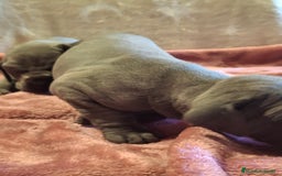 Dogo Alemán perros en venta: Dogo Alemán Azul - Imagen 6