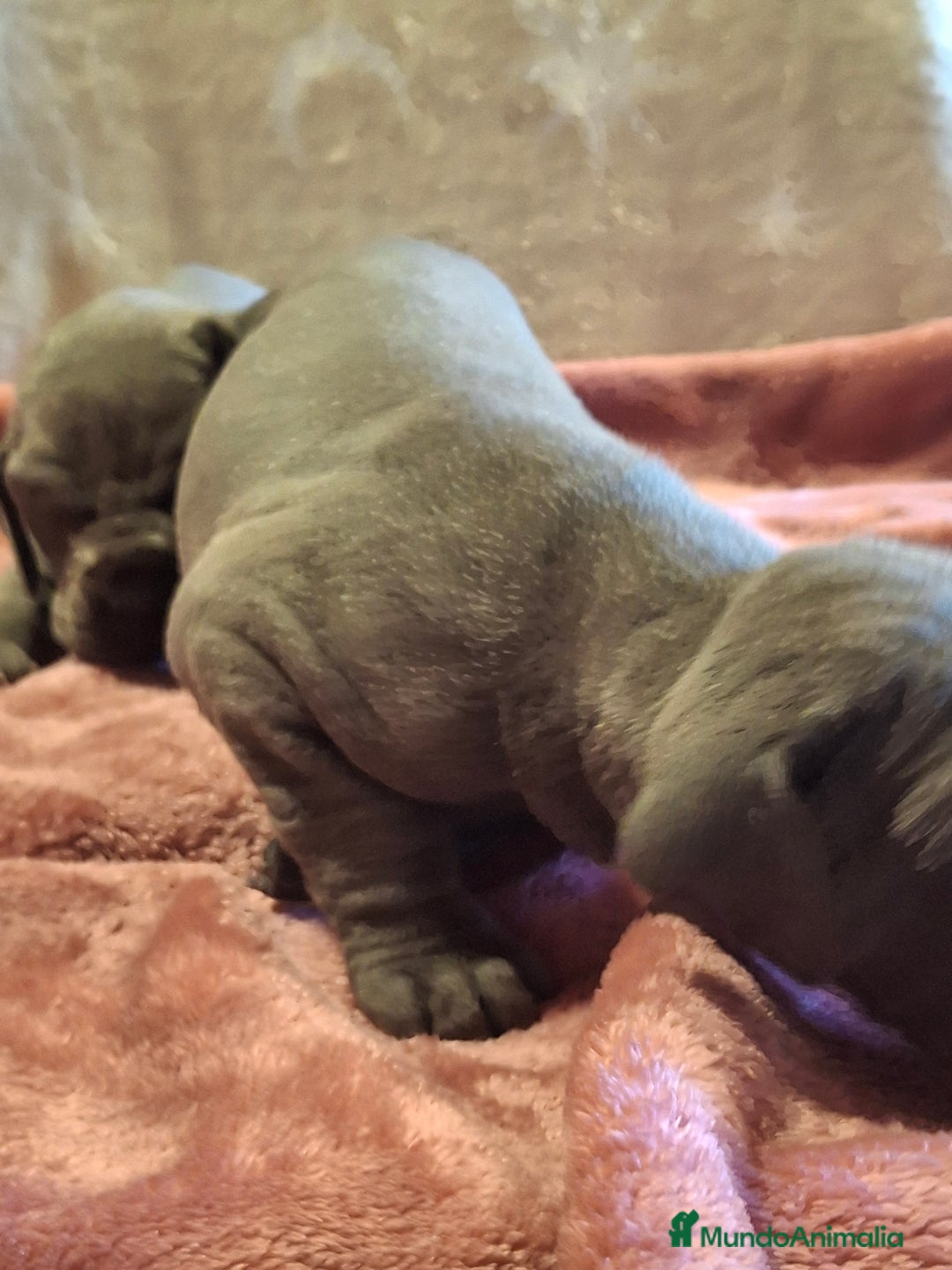 Dogo Alemán perros en venta: Dogo Alemán Azul - Imagen 6