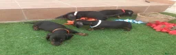 Teckel perros en venta: PRECIOSOS TECKEL NEGRO FUEGO  - Anuncio 3
