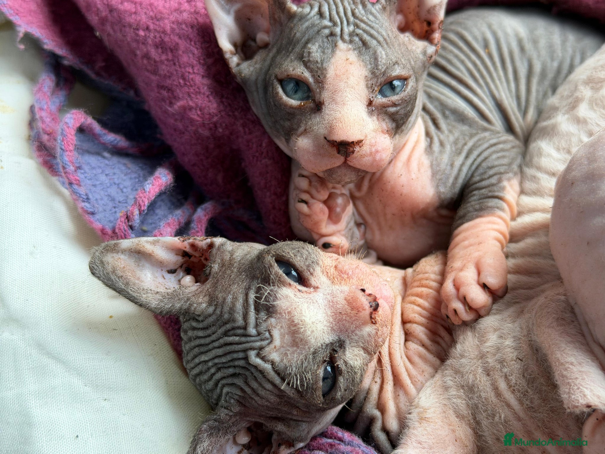 Sphynx gatos Sphynx blancos y bicolor - Anuncio 1