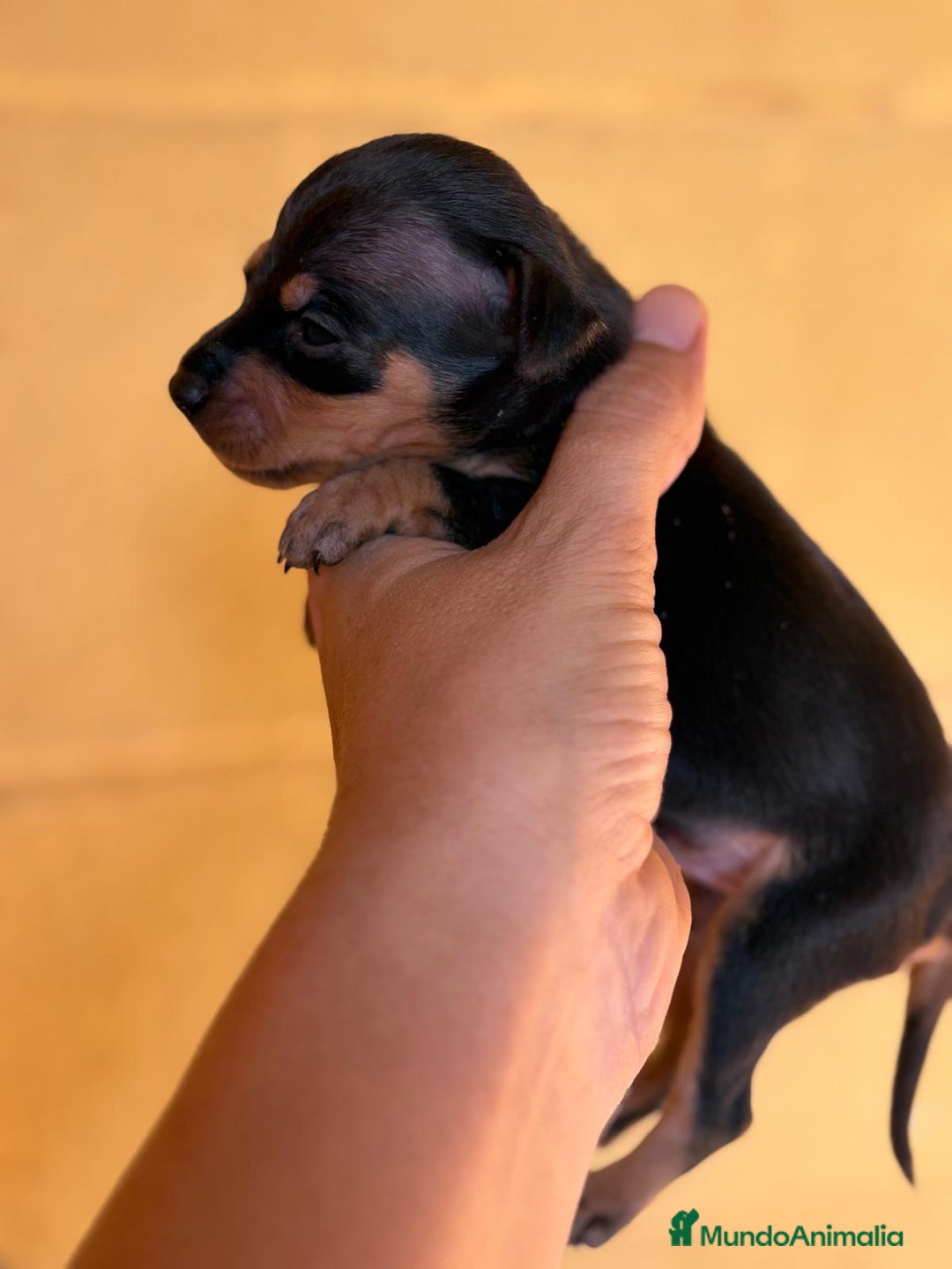 Pinscher Miniatura perros en venta: Pinscher miniatura  - Imagen 7