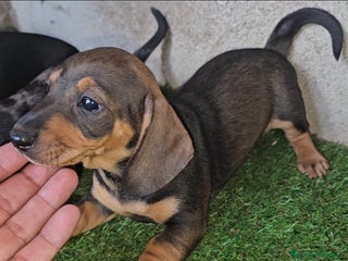 Teckel Miniatura perros Hembra marrón Teckel miniatura - Anuncio 2