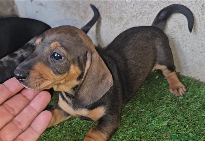 Teckel Miniatura perros Hembra marrón Teckel miniatura - Anuncio 3