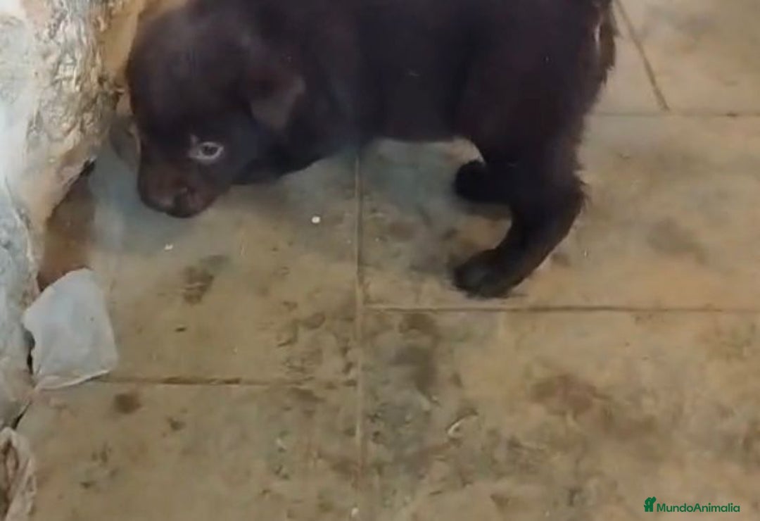 Labrador Retriever perros en venta: Labrador retriever  - Anuncio 12