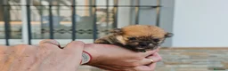 Pomerania perros en venta: Pomerania  - Anuncio 4