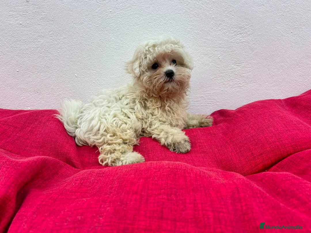 Bichón Maltés perros en venta: Bichón maltés  - Anuncio 2