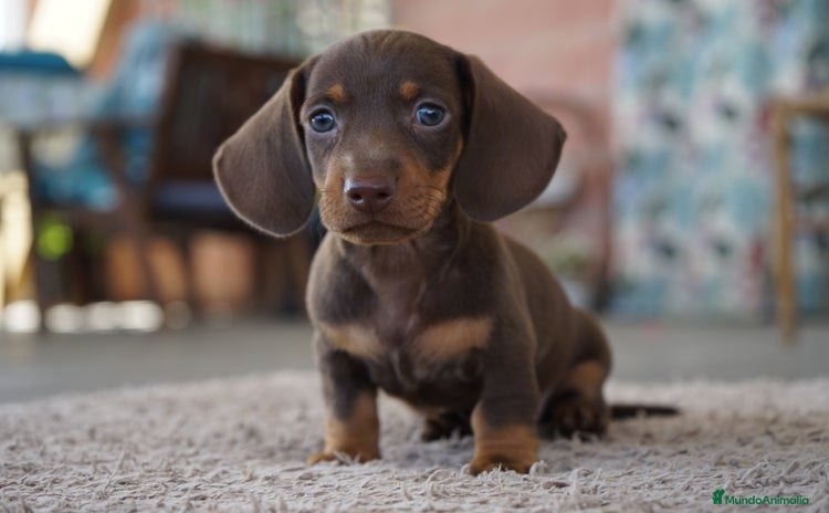 Teckel Miniatura perros - Anuncio 4
