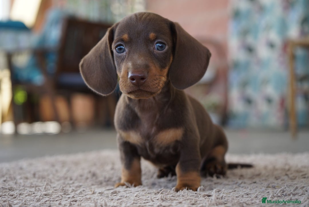 Teckel Miniatura perros en venta: 💥🐶 Compactos y peligrosos 🚀 - Imagen 1