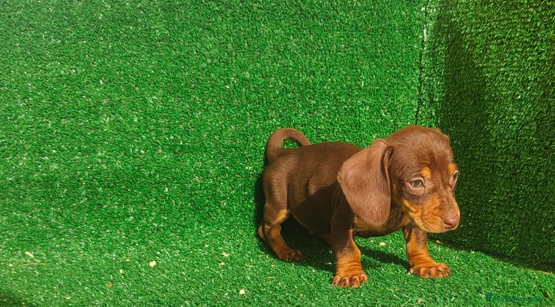 Teckel Miniatura perros en venta: Teckel miniatura  - Anuncio 2