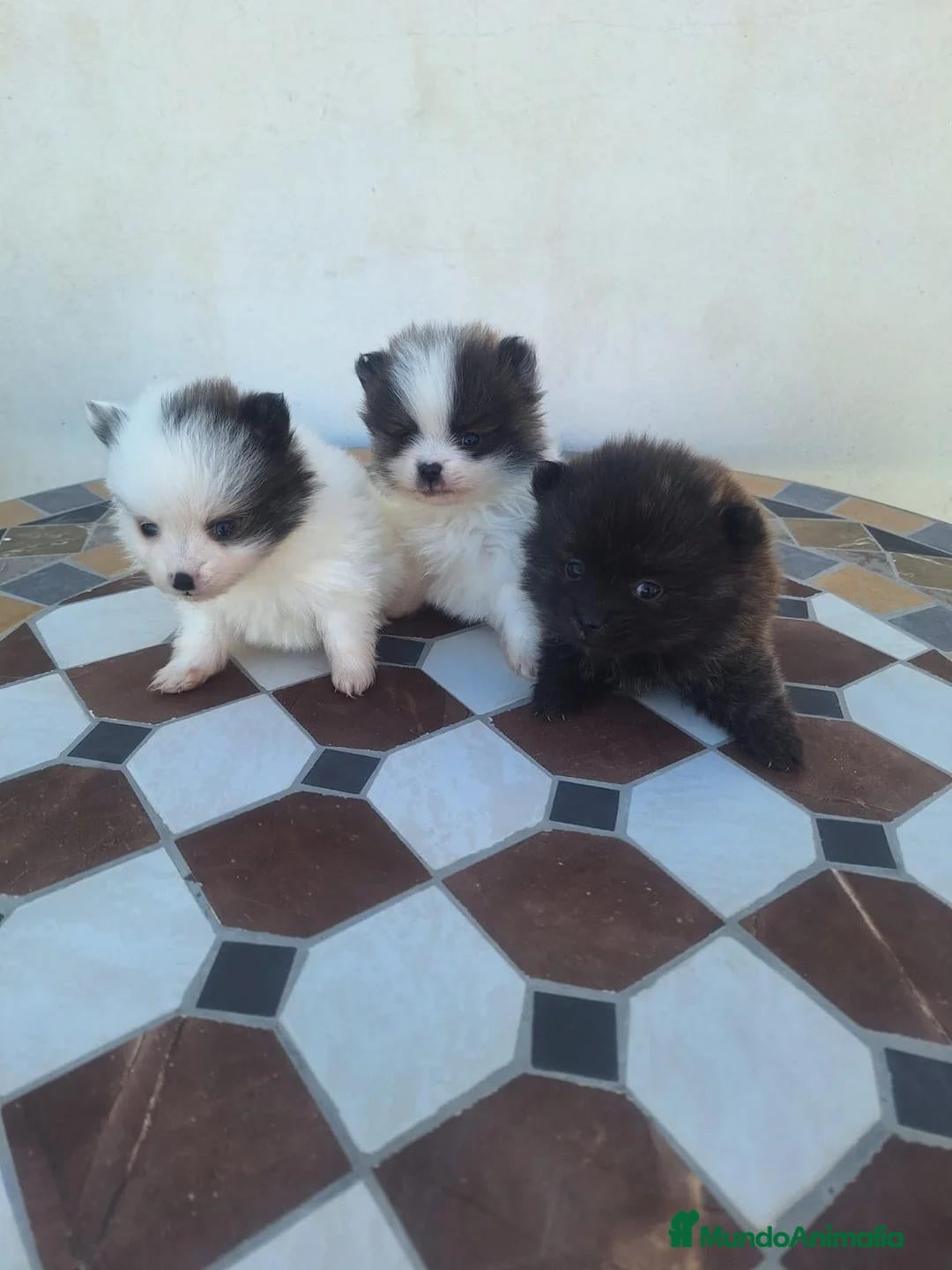 Pomerania perros Pomeranian - Anuncio 3