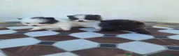 Pomerania perros en venta: Pomeranian - Anuncio 1