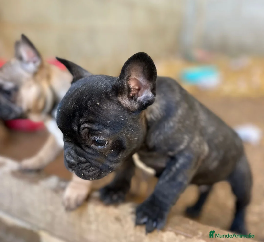 Bulldog Francés perros en venta: Cachorros bulldog francés  - Anuncio 5