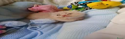 Persa gatos en venta: Disponible una parejita de persa y malayo - Anuncio 8