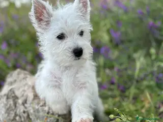 West Highland White Terrier perros Westys nueva camada !!! - Anuncio 1