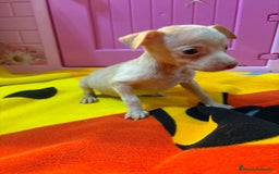 Ratón de Praga perros en venta: Ratón de Praga  - Imagen 14